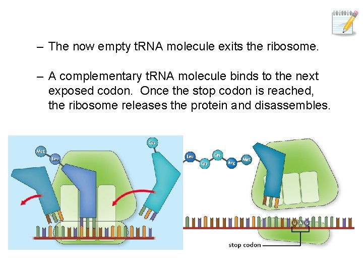 – The now empty t. RNA molecule exits the ribosome. – A complementary t.