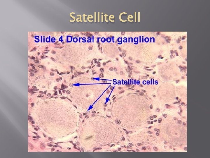 Satellite Cell 