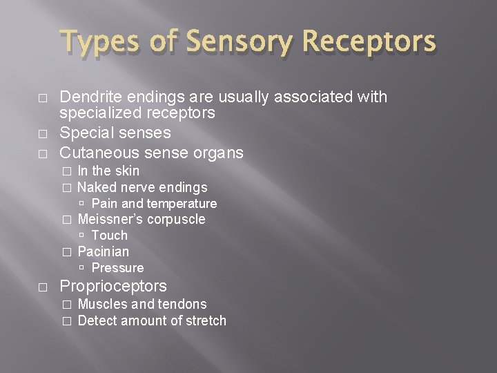 Types of Sensory Receptors � � � Dendrite endings are usually associated with specialized