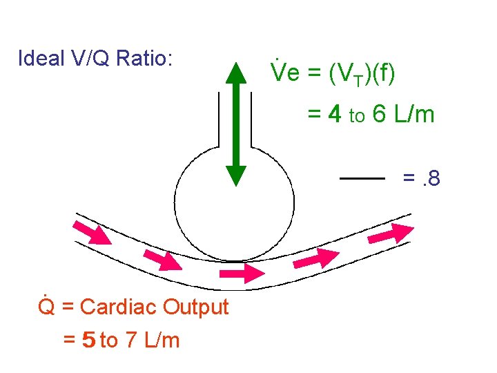Ideal V/Q Ratio: . Ve = (VT)(f) = 4 to 6 L/m =. 8