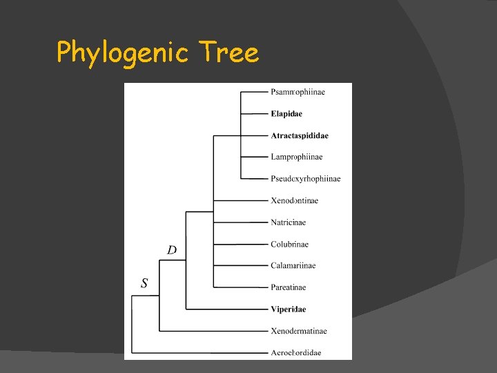 Phylogenic Tree Phylogenic Tree