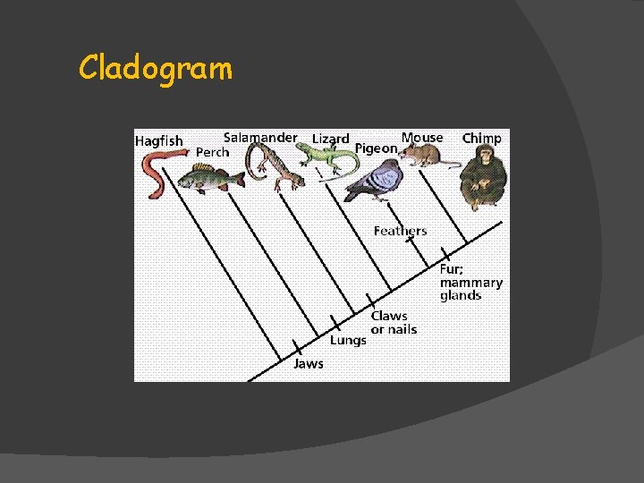 Cladogram Cladogram