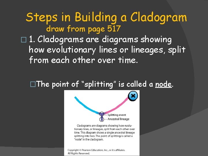 Steps in Building a Cladogram � 1. draw from page 517 Cladograms are diagrams Steps in Building a Cladogram � 1. draw from page 517 Cladograms are diagrams