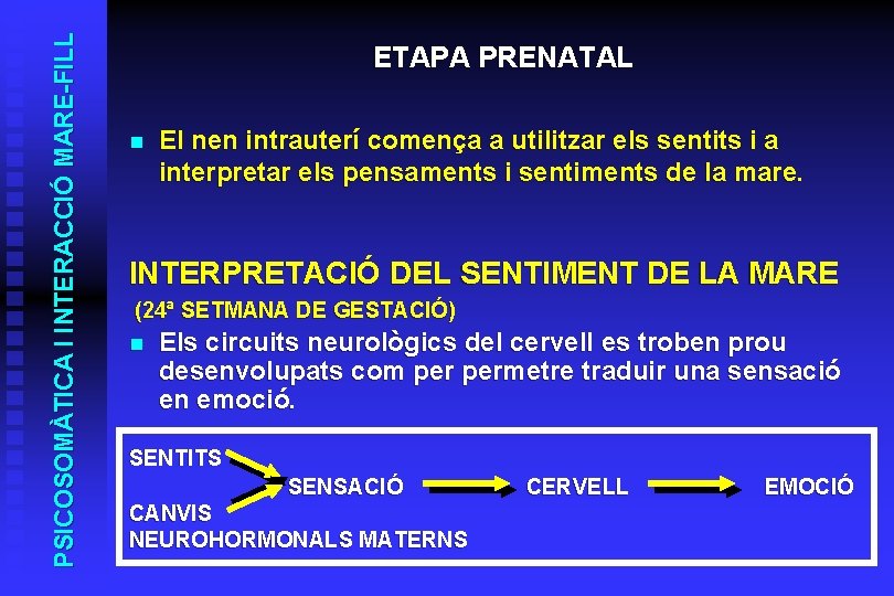 PSICOSOMÀTICA I INTERACCIÓ MARE-FILL ETAPA PRENATAL n El nen intrauterí comença a utilitzar els