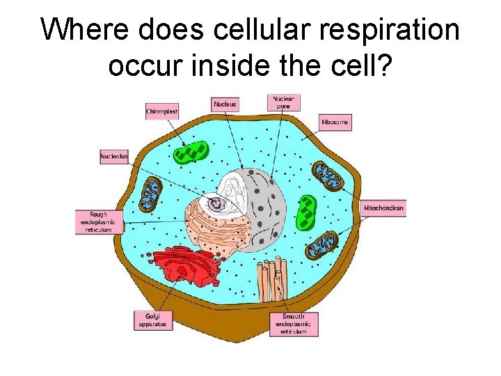 Where does cellular respiration occur inside the cell? 