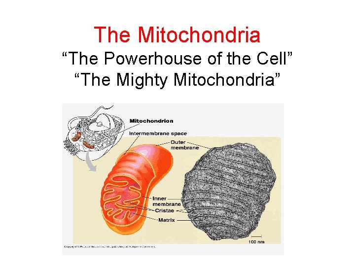 The Mitochondria “The Powerhouse of the Cell” “The Mighty Mitochondria” 