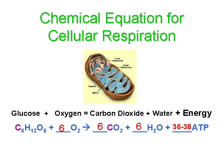 Chemical Equation for Cellular Respiration Glucose + Oxygen = Carbon Dioxide + Water +