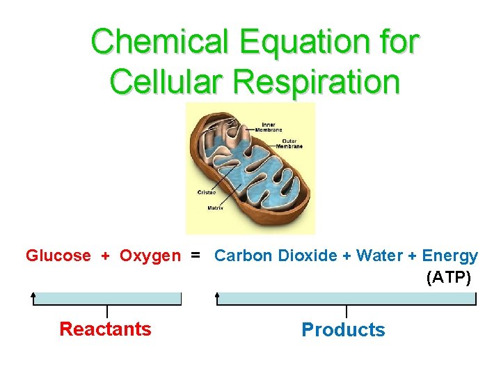 Chemical Equation for Cellular Respiration Glucose + Oxygen = Carbon Dioxide + Water +