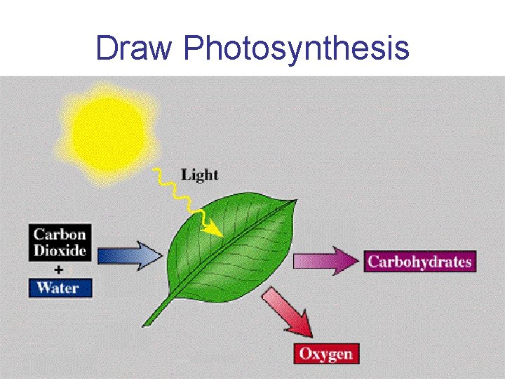Draw Photosynthesis 4 