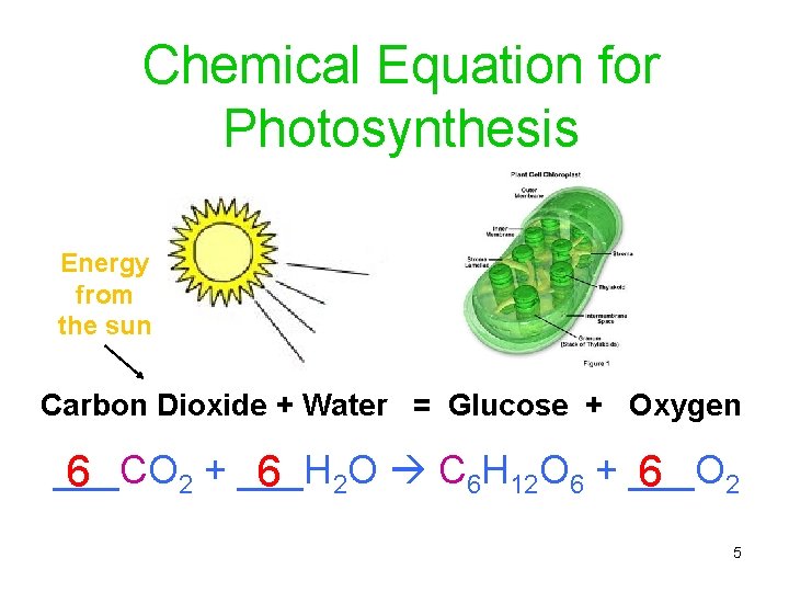 Chemical Equation for Photosynthesis Energy from the sun Carbon Dioxide + Water = Glucose
