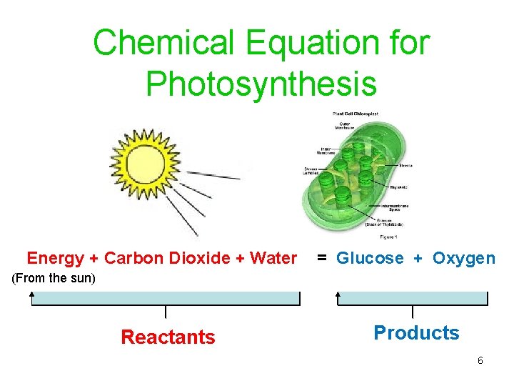 Chemical Equation for Photosynthesis Energy + Carbon Dioxide + Water = Glucose + Oxygen
