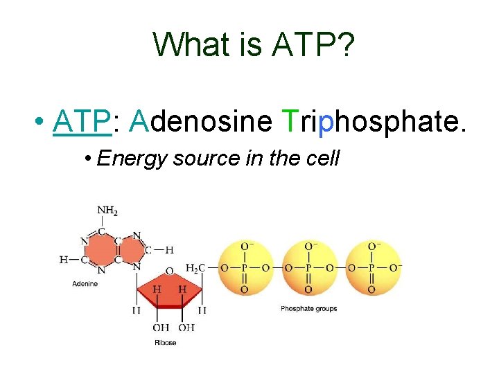 What is ATP? • ATP: Adenosine Triphosphate. • Energy source in the cell 