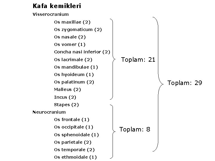 Kafa kemikleri Visserocranium Os maxillae (2) Os zygomaticum (2) Os nasale (2) Os vomer