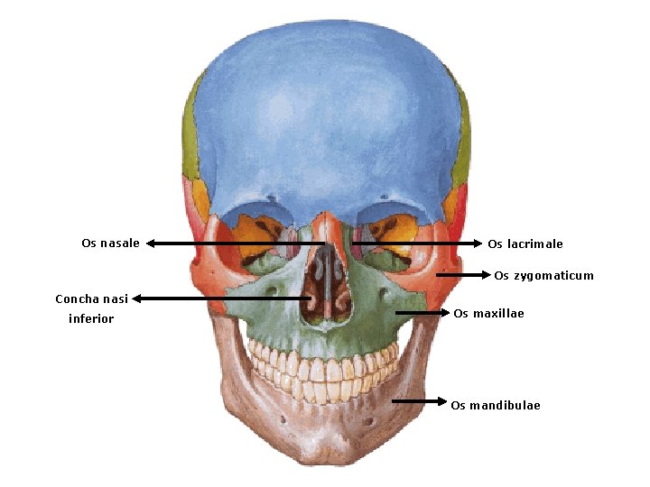 Os nasale Os lacrimale Os zygomaticum Concha nasi inferior Os maxillae Os mandibulae 