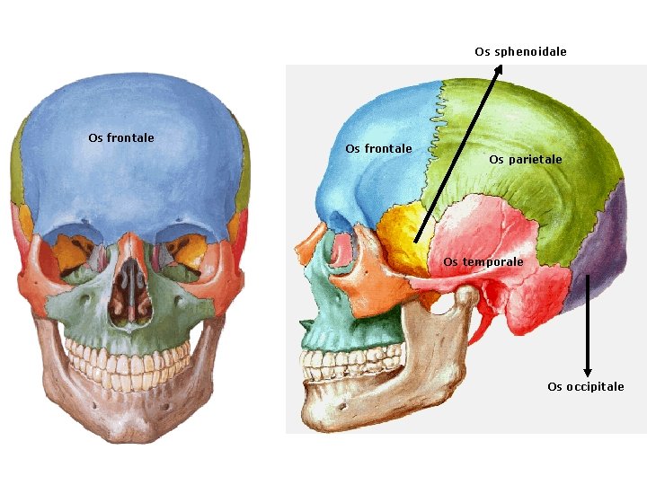 Os sphenoidale Os frontale Os parietale Os temporale Os occipitale 