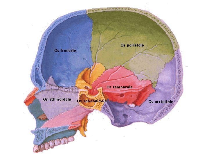 Os parietale Os frontale Os temporale Os ethmoidale Os sphenoidale Os occipitale 