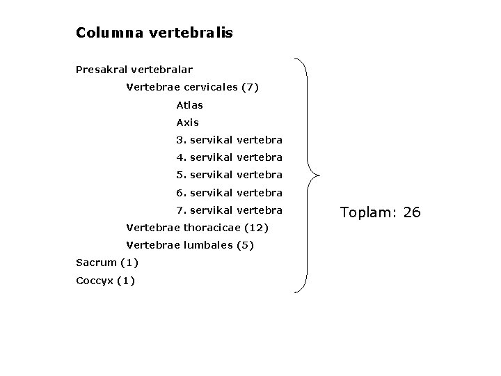 Columna vertebralis Presakral vertebralar Vertebrae cervicales (7) Atlas Axis 3. servikal vertebra 4. servikal