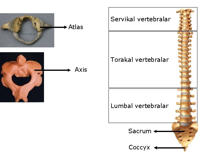 Servikal vertebralar Atlas Torakal vertebralar Axis Lumbal vertebralar Sacrum Coccyx 