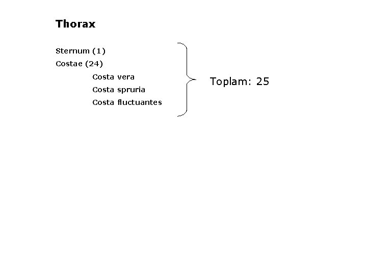 Thorax Sternum (1) Costae (24) Costa vera Costa spruria Costa fluctuantes Toplam: 25 