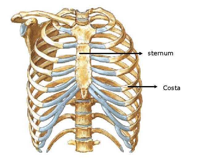 sternum Costa 