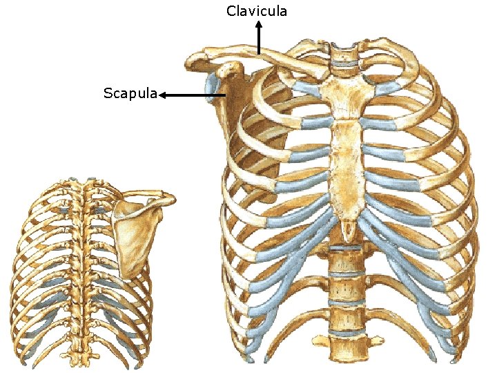 Clavicula Scapula 