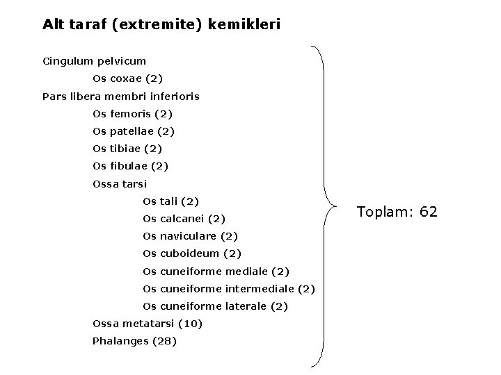 Alt taraf (extremite) kemikleri Cingulum pelvicum Os coxae (2) Pars libera membri inferioris Os
