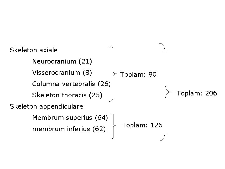 Skeleton axiale Neurocranium (21) Visserocranium (8) Toplam: 80 Columna vertebralis (26) Toplam: 206 Skeleton