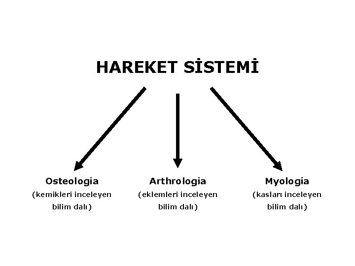 HAREKET SİSTEMİ Osteologia Arthrologia Myologia (kemikleri inceleyen (eklemleri inceleyen (kasları inceleyen bilim dalı) 