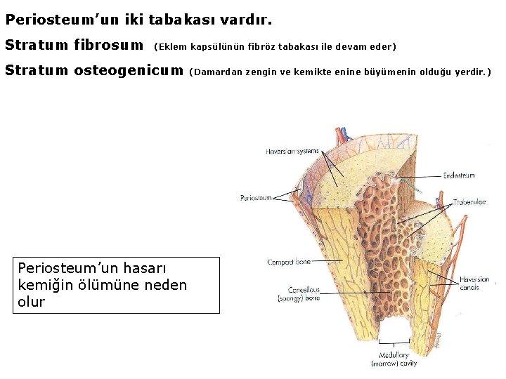 Periosteum’un iki tabakası vardır. Stratum fibrosum (Eklem kapsülünün fibröz tabakası ile devam eder) Stratum