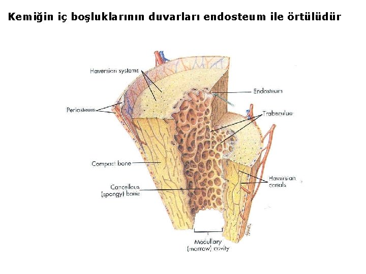 Kemiğin iç boşluklarının duvarları endosteum ile örtülüdür 