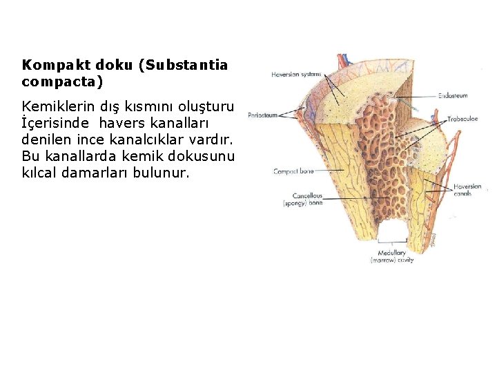 Kompakt doku (Substantia compacta) Kemiklerin dış kısmını oluşturur. İçerisinde havers kanalları denilen ince kanalcıklar