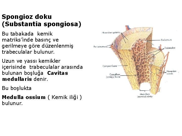 Spongioz doku (Substantia spongiosa) Bu tabakada kemik matriks’inde basınç ve gerilmeye göre düzenlenmiş trabeculalar