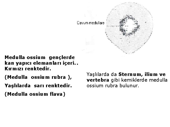 Medulla ossium gençlerde kan yapıcı elemanları içerir. Kırmızı renktedir. (Medulla ossium rubra ), Yaşlılarda