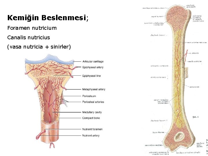 Kemiğin Beslenmesi; Foramen nutricium Canalis nutricius (vasa nutricia + sinirler) 