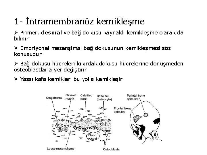 1 - İntramembranöz kemikleşme Ø Primer, desmal ve bağ dokusu kaynaklı kemikleşme olarak da