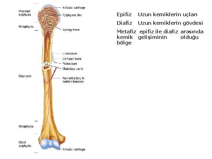 Epifiz Uzun kemiklerin uçları Diafiz Uzun kemiklerin gövdesi Metafiz epifiz ile diafiz arasında kemik