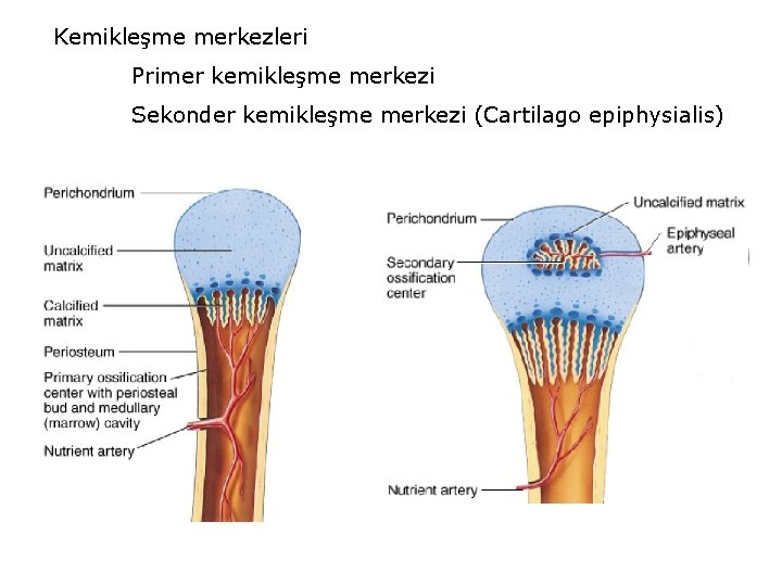 Kemikleşme merkezleri Primer kemikleşme merkezi Sekonder kemikleşme merkezi (Cartilago epiphysialis) 