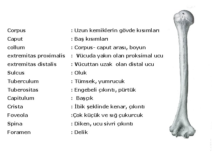 Corpus : Uzun kemiklerin gövde kısımları Caput : Baş kısımları collum : Corpus- caput