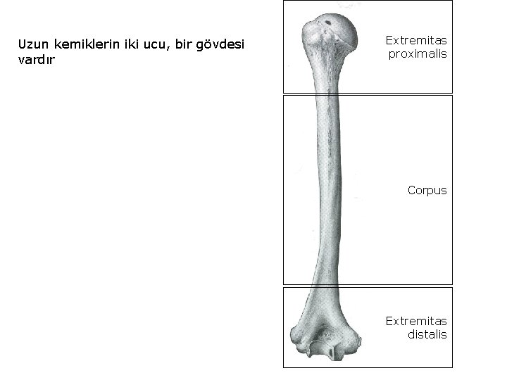 Uzun kemiklerin iki ucu, bir gövdesi vardır Extremitas proximalis Corpus Extremitas distalis 