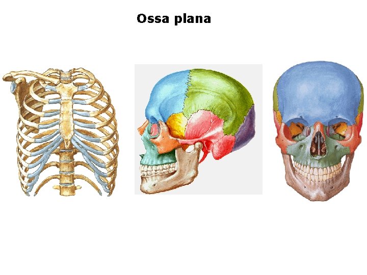 Ossa plana 