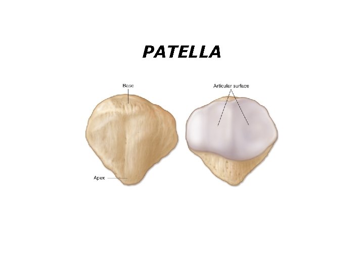 PATELLA 