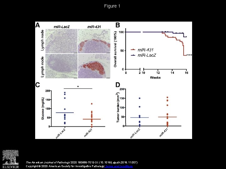 Figure 1 The American Journal of Pathology 2020 190689 -701 DOI: (10. 1016/j. ajpath.