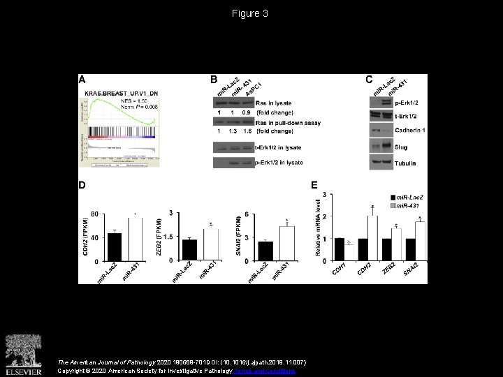 Figure 3 The American Journal of Pathology 2020 190689 -701 DOI: (10. 1016/j. ajpath.