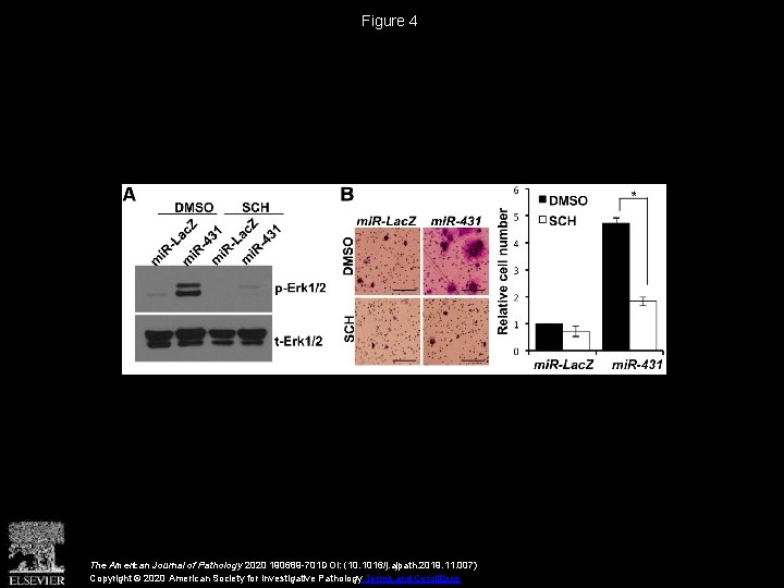 Figure 4 The American Journal of Pathology 2020 190689 -701 DOI: (10. 1016/j. ajpath.