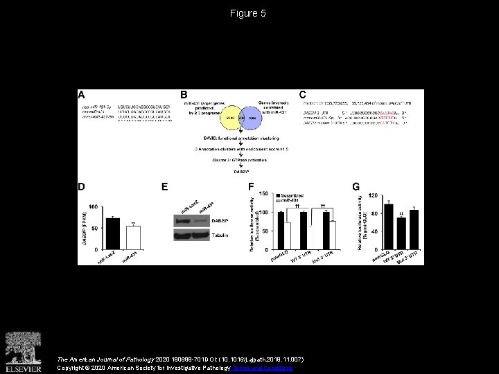 Figure 5 The American Journal of Pathology 2020 190689 -701 DOI: (10. 1016/j. ajpath.