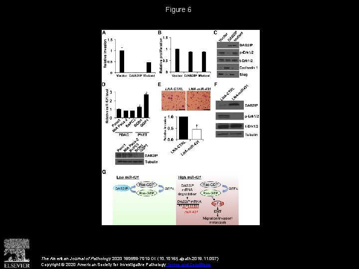 Figure 6 The American Journal of Pathology 2020 190689 -701 DOI: (10. 1016/j. ajpath.