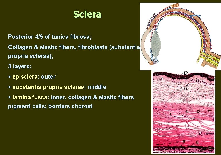 Sclera Posterior 4/5 of tunica fibrosa; Collagen & elastic fibers, fibroblasts (substantia propria sclerae),