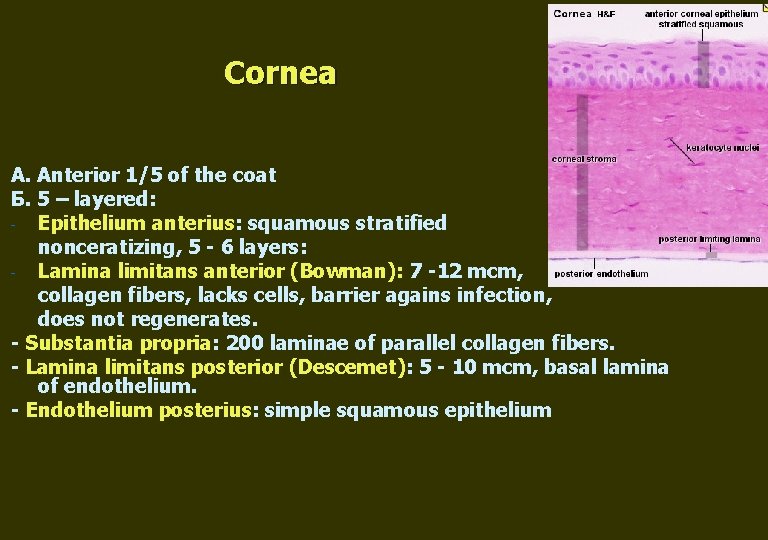 Cornea А. Anterior 1/5 of the coat Б. 5 – layered: - Epithelium anterius: