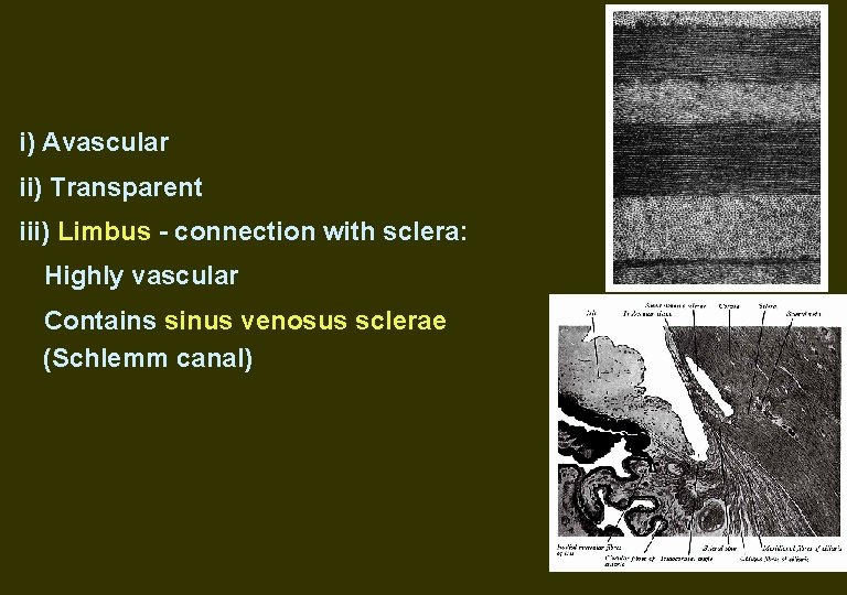 i) Avascular ii) Transparent iii) Limbus - connection with sclera: Highly vascular Contains sinus