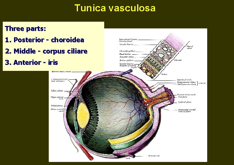 Tunica vasculosa Three parts: 1. Posterior - сhoroidea 2. Middle - сorpus ciliare 3.
